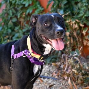 Darla, Adult Female unknown
