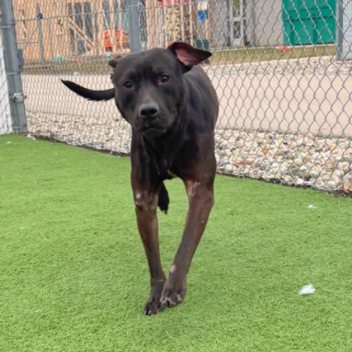 Gucci- I'm in a foster home. Ask to visit me!