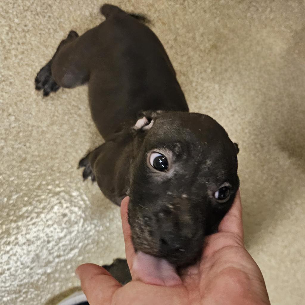 Gucci- I'm in a foster home. Ask to visit me!