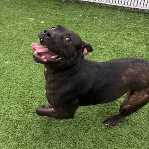 Gucci- I'm in a foster home. Ask to visit me!