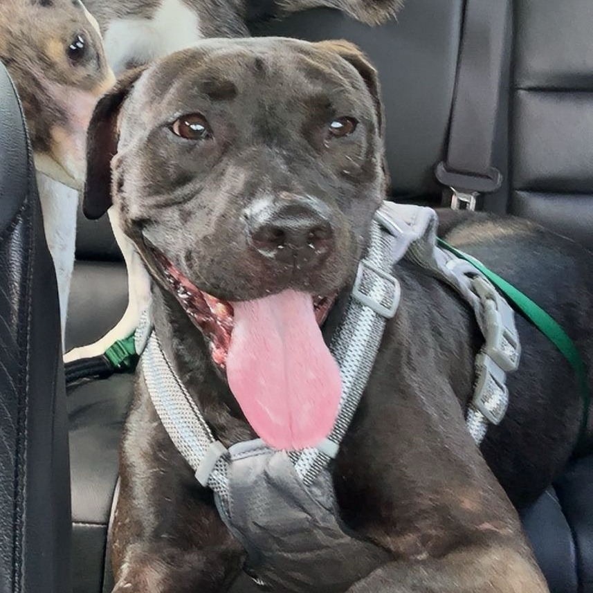 Gucci- I'm in a foster home. Ask to visit me!