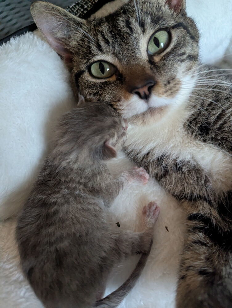 Beanie Baby