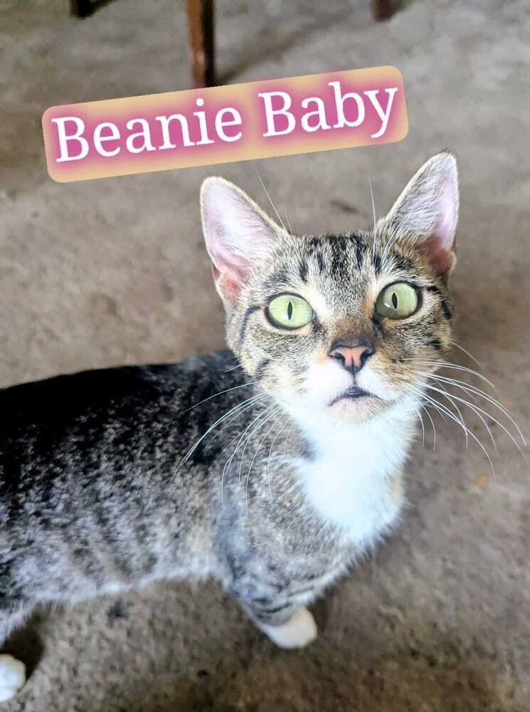 Beanie Baby