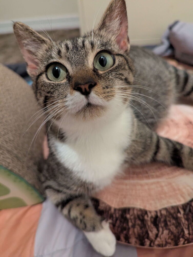 Beanie Baby