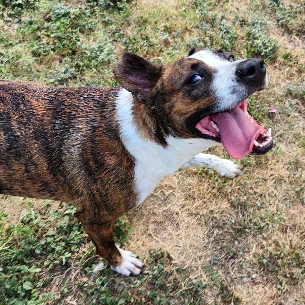 Mac