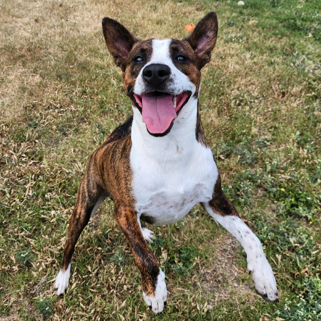 Mac