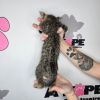 Peanut Pringle photo 2