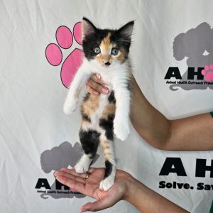 Spark, Baby Female unknown