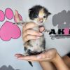 Spark photo 2