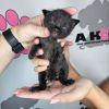 Debut photo 2
