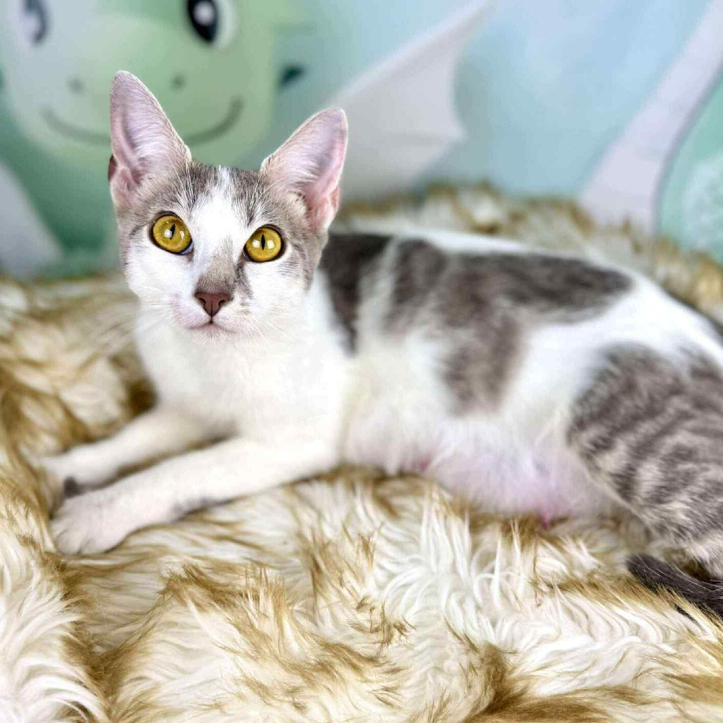 Possum, an adoptable Domestic Short Hair in Wichita, KS, 67278 | Photo Image 1