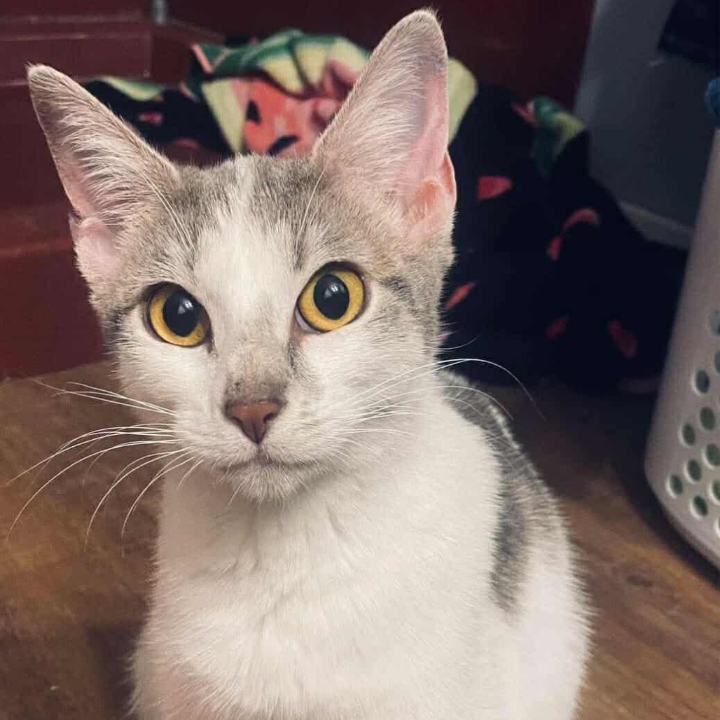 Possum, an adoptable Domestic Short Hair in Wichita, KS, 67278 | Photo Image 2