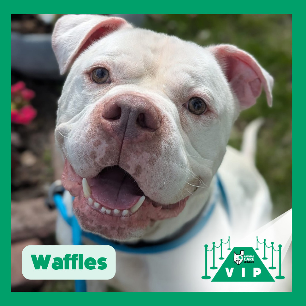 Waffles