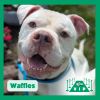 Waffles photo 1