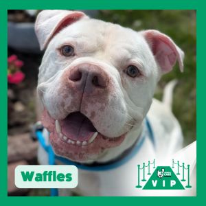 Waffles, Adult Male unknown