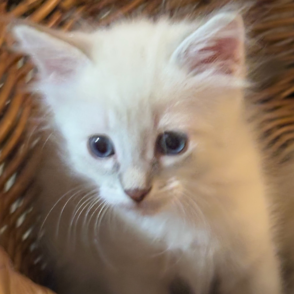 Coconut