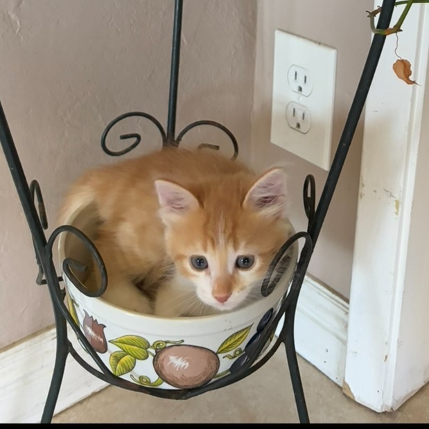 Chili