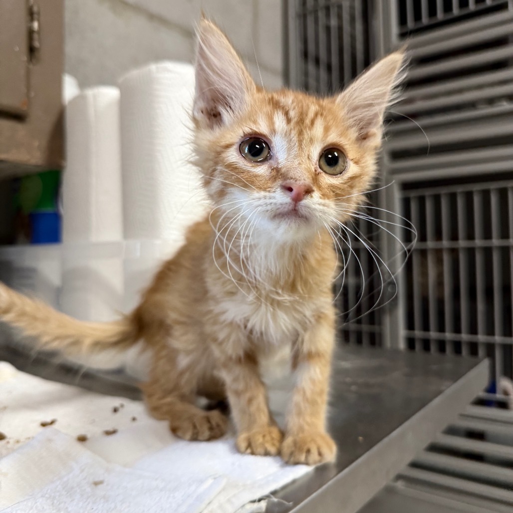 Garfield 061202, an adoptable Domestic Medium Hair in Amory, MS, 38821 | Photo Image 1
