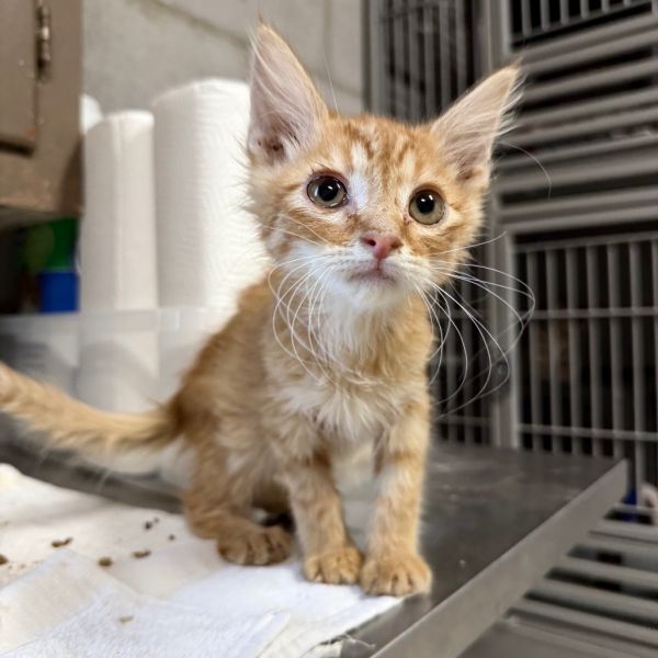 Garfield