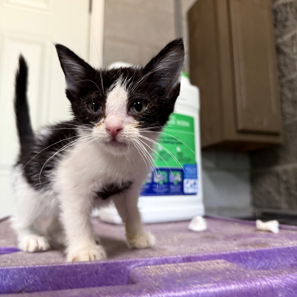 DeeCee 071101, an adoptable Domestic Short Hair in Amory, MS, 38821 | Photo Image 1