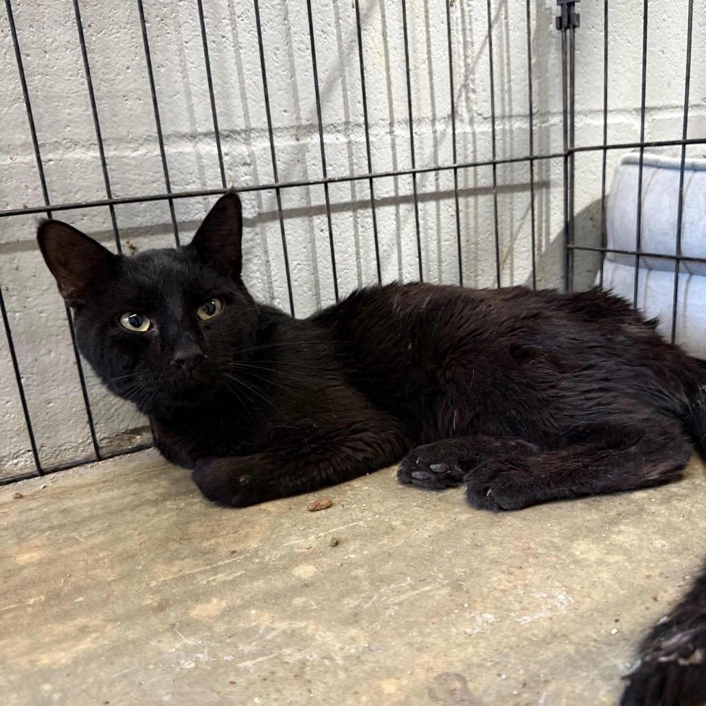 Louie 062101, an adoptable Domestic Short Hair in Amory, MS, 38821 | Photo Image 1