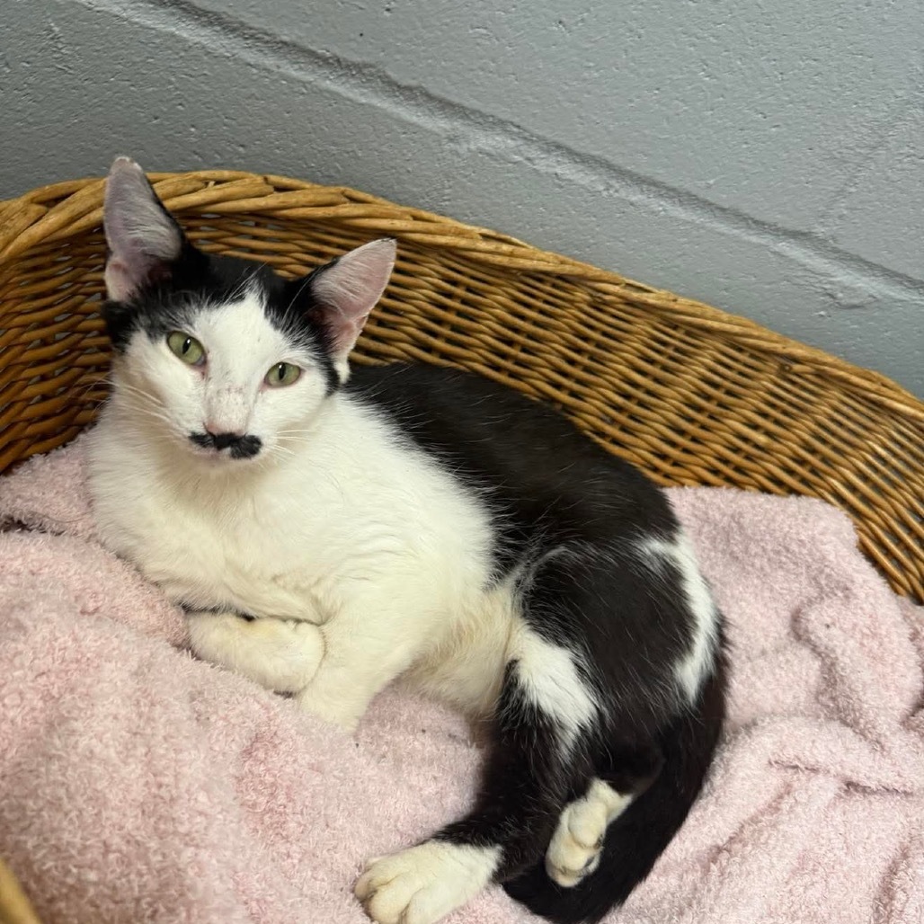 Cherry 062103, an adoptable Domestic Short Hair in Amory, MS, 38821 | Photo Image 1