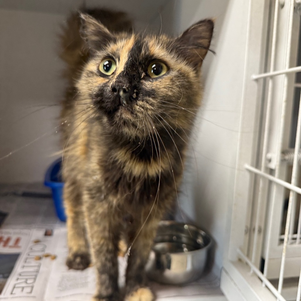 Martha 070211, an adoptable Domestic Medium Hair in Amory, MS, 38821 | Photo Image 2