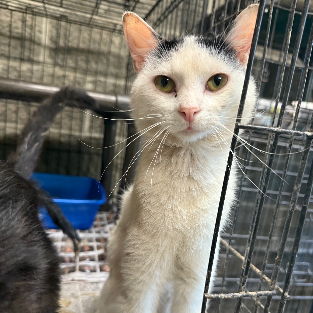 Greg 071401, an adoptable Domestic Short Hair in Amory, MS, 38821 | Photo Image 1