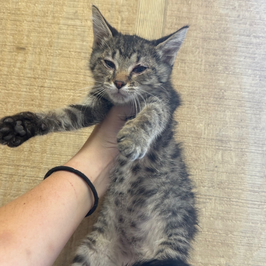 Victoria 070708, an adoptable Domestic Short Hair in Amory, MS, 38821 | Photo Image 1