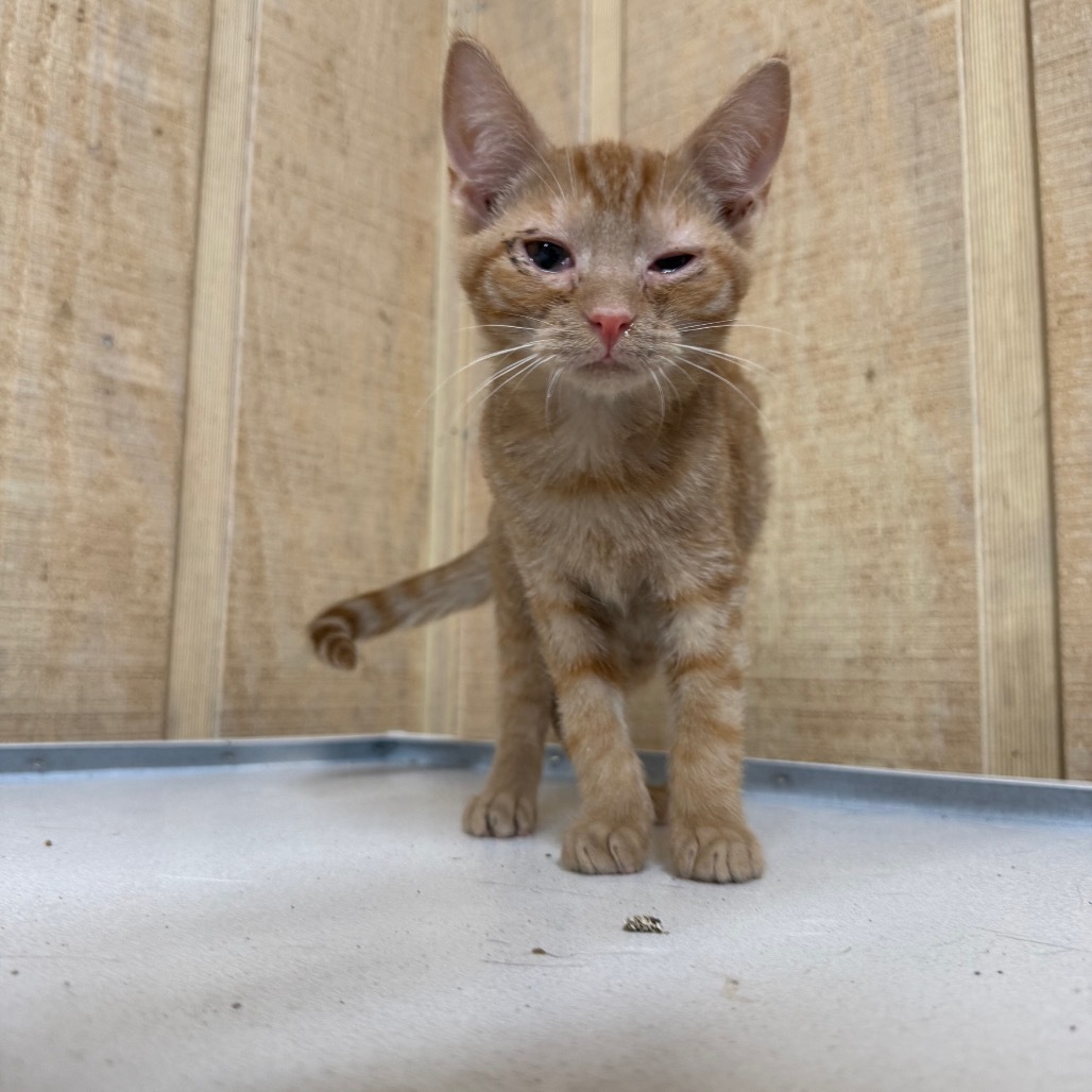 Dexter 053003, an adoptable Domestic Short Hair in Amory, MS, 38821 | Photo Image 1