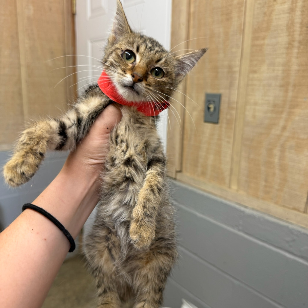 Casey 052909, an adoptable Domestic Short Hair in Amory, MS, 38821 | Photo Image 1
