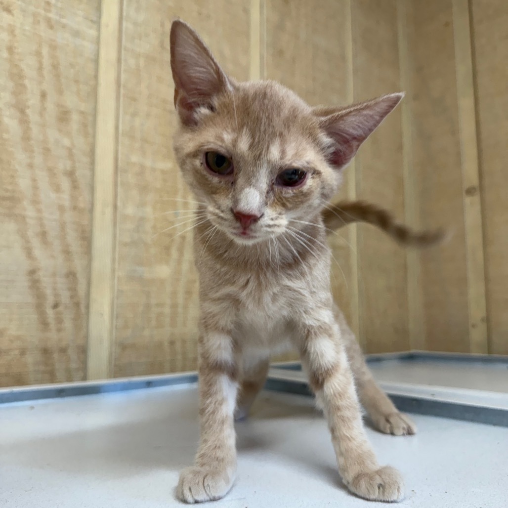 Larry 053004, an adoptable Domestic Short Hair in Amory, MS, 38821 | Photo Image 1