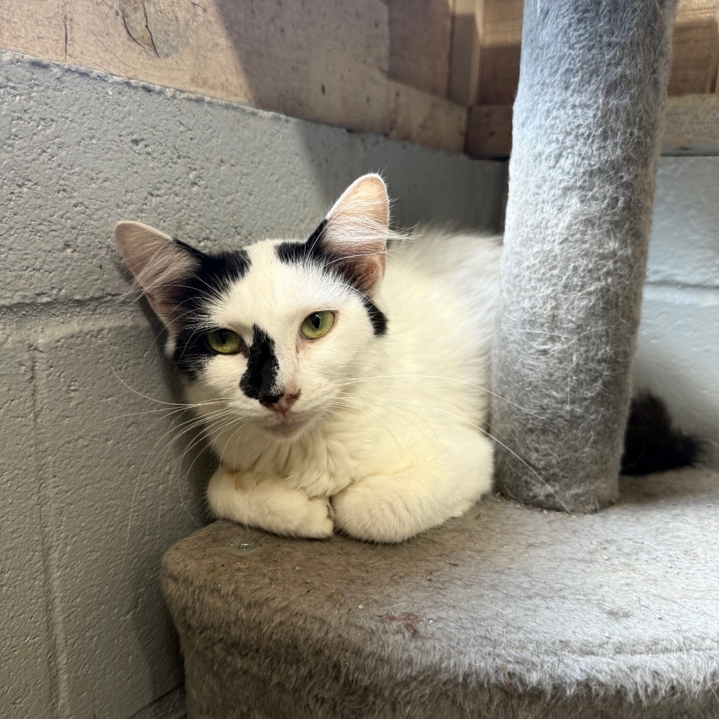 Mary Anne 062105, an adoptable Domestic Short Hair in Amory, MS, 38821 | Photo Image 1