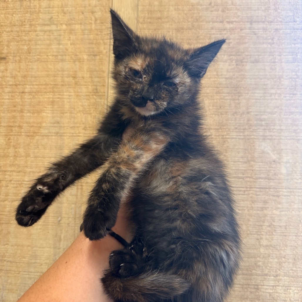 Virginia 070709, an adoptable Domestic Short Hair in Amory, MS, 38821 | Photo Image 1