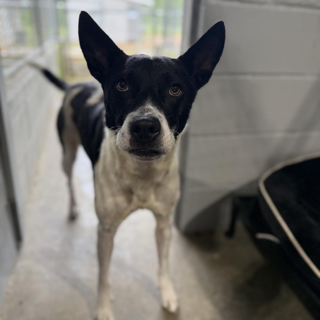 Mister Puppers 050102