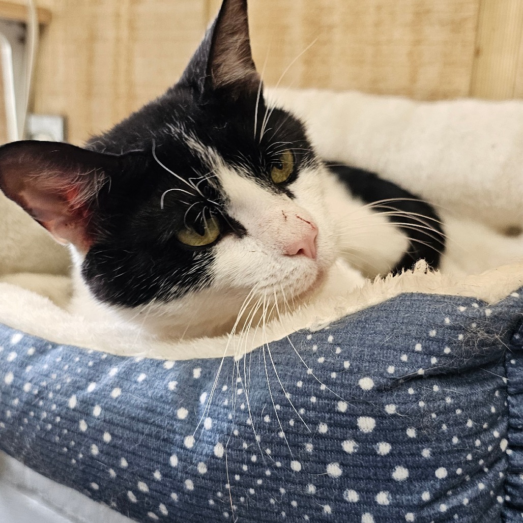 Tubbs 060304, an adoptable Domestic Short Hair in Amory, MS, 38821 | Photo Image 1