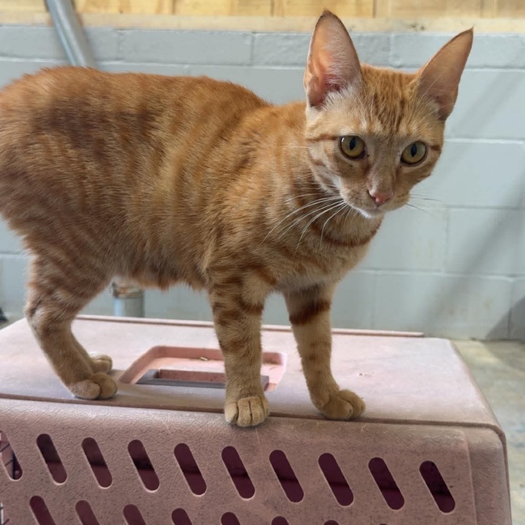 Anne 053001, an adoptable Domestic Short Hair in Amory, MS, 38821 | Photo Image 2