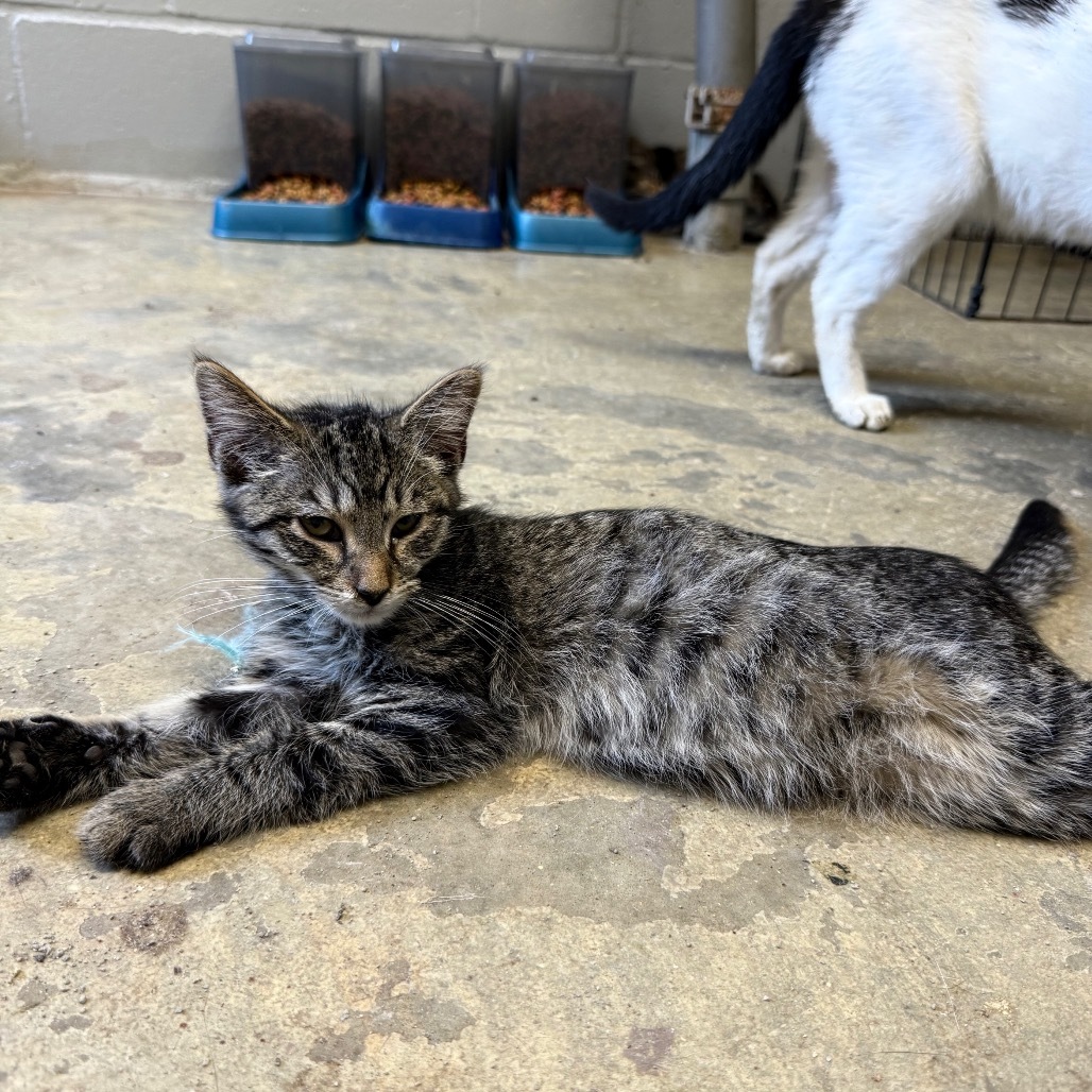 Galette 052905, an adoptable Domestic Short Hair in Amory, MS, 38821 | Photo Image 1
