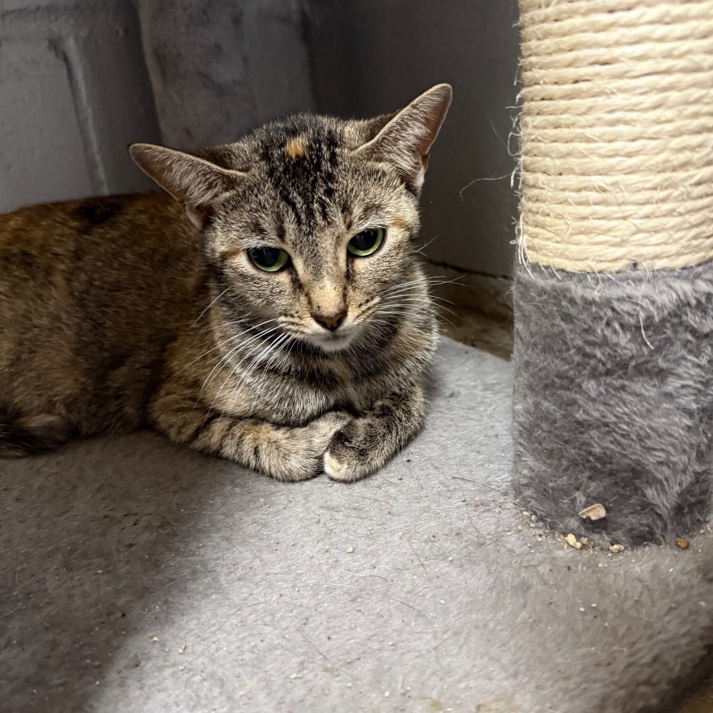 Sybil 070705, an adoptable Domestic Short Hair in Amory, MS, 38821 | Photo Image 1