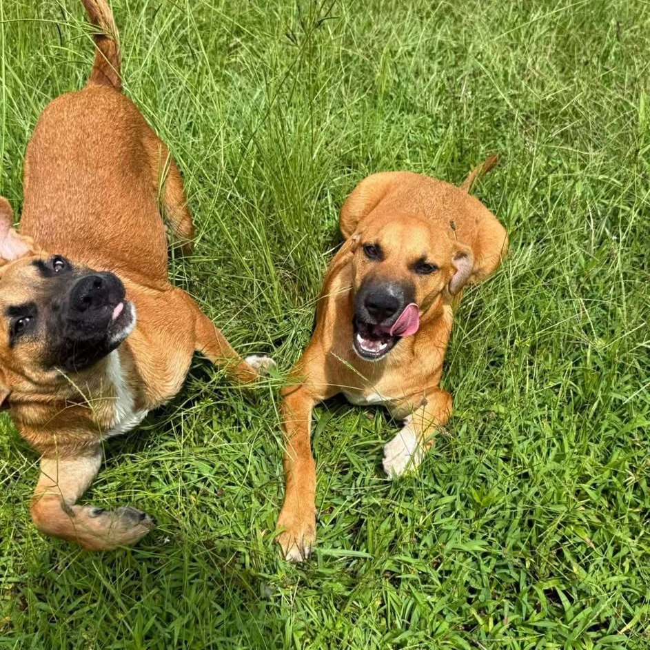 Dixie 060105