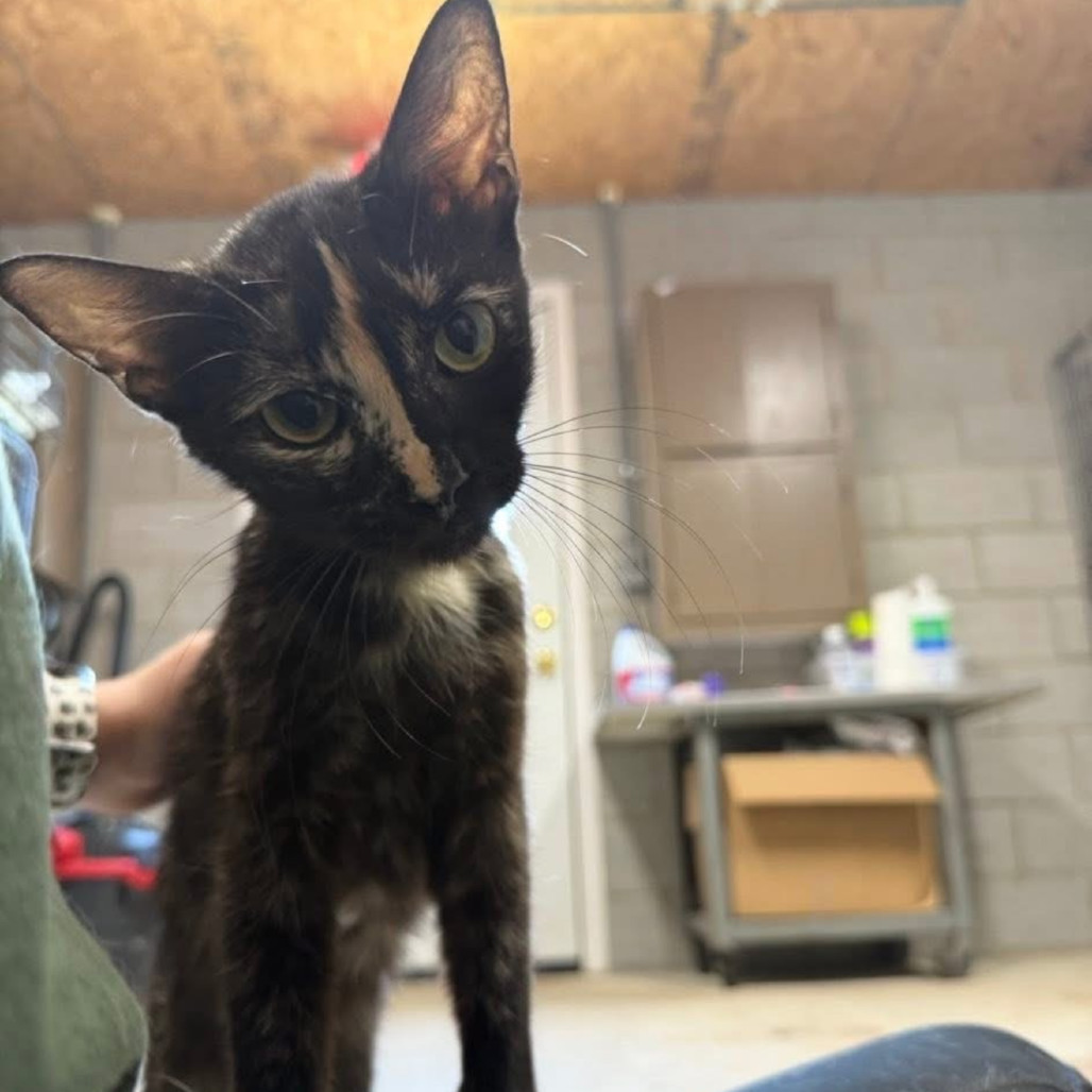 Jasmine 071701, an adoptable Domestic Short Hair in Amory, MS, 38821 | Photo Image 1