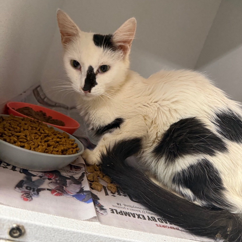Eliza 062102, an adoptable Domestic Short Hair in Amory, MS, 38821 | Photo Image 1