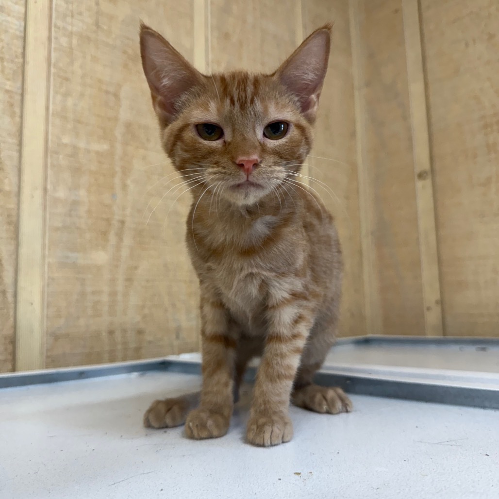 Michael 053005, an adoptable Domestic Short Hair in Amory, MS, 38821 | Photo Image 1