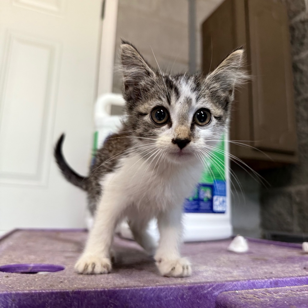 Biscotti 071002, an adoptable Domestic Short Hair in Amory, MS, 38821 | Photo Image 1