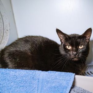 Lil Girl, Adult Female unknown