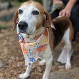 Hazel, Senior Female unknown