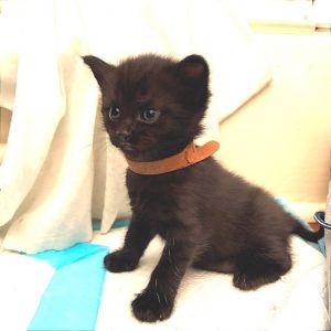 Smee, Baby Male unknown