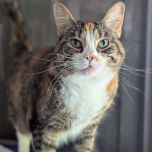 Daisy, Adult Female unknown