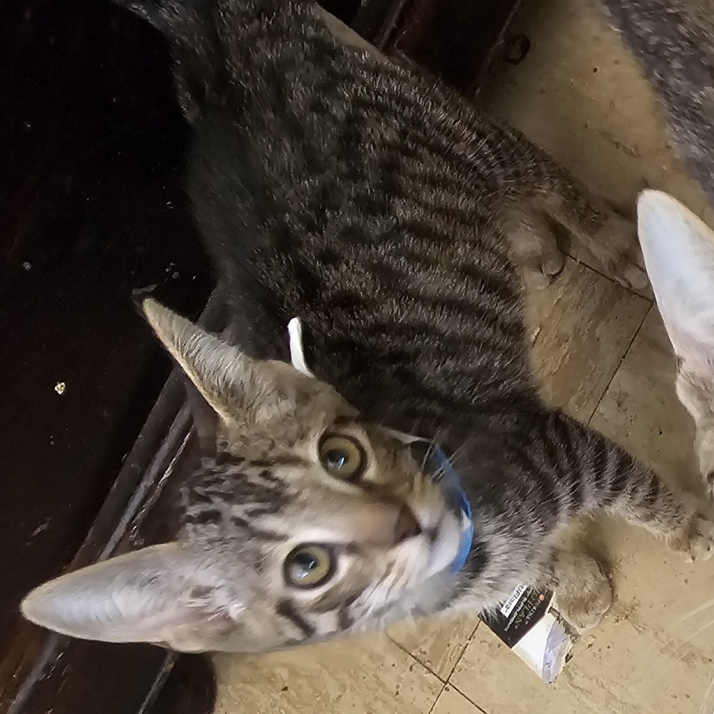 Triscuit