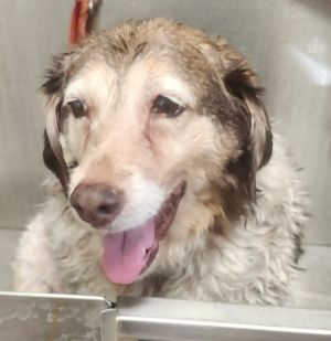 Natasha, Senior Female unknown